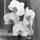 29198_thumb