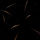 78655_thumb