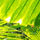 28017_thumb