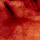 15304_thumb